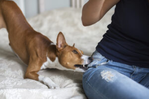 Can I Recover Compensation If I’m Being Blamed for Provoking a Dog Bite in Arizona?