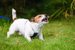 How Common Are Dog Bites in Arizona?