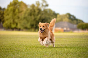How Do I Prove Liability After a Dog Bite in Arizona?