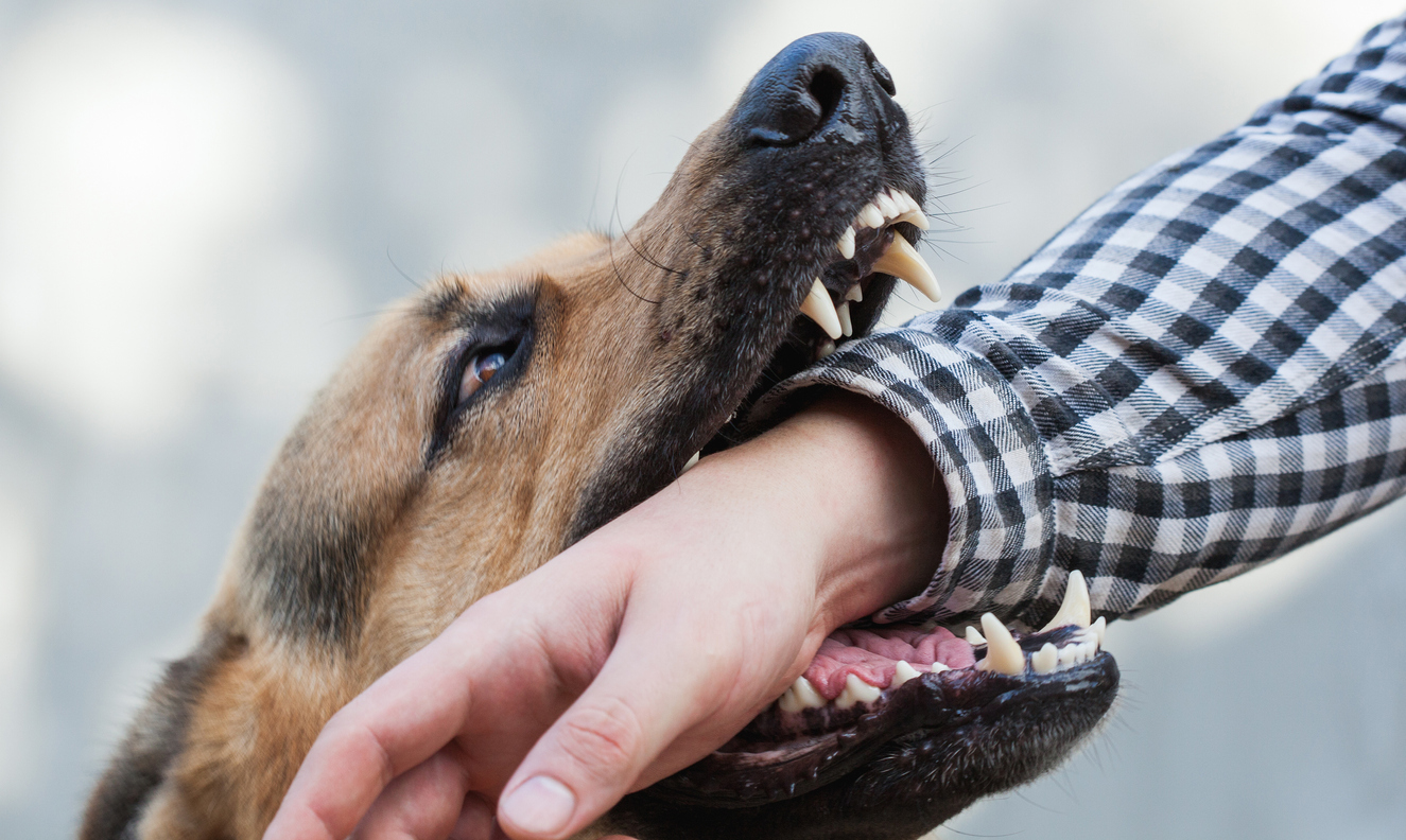Reporting a Dog Bite: What Legal Actions Do You Take?
